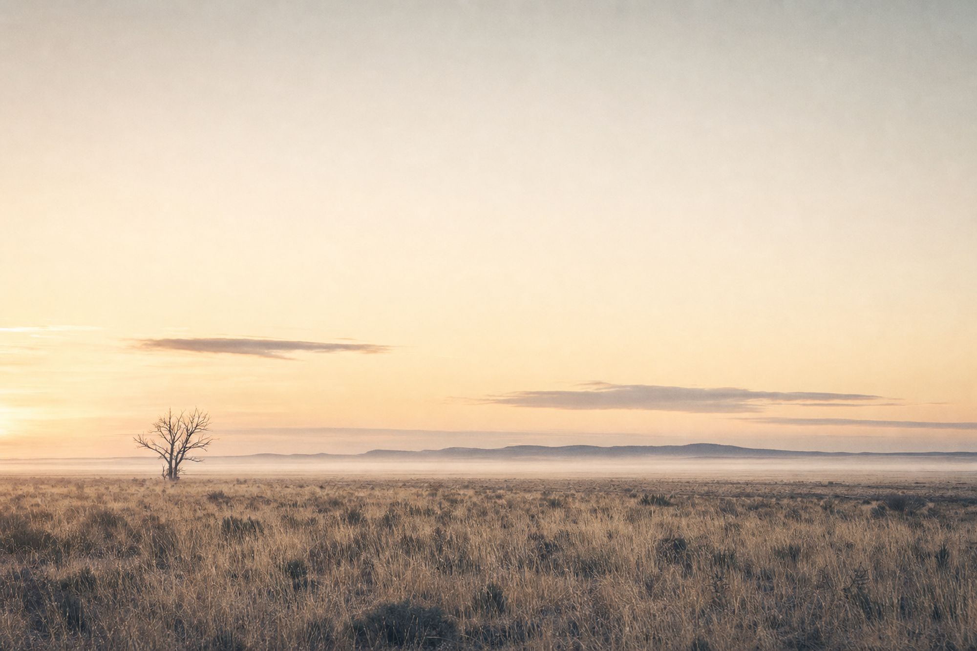 Open inland Australian grassland at dawn
